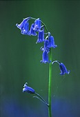 Bluebell (Hyacinthoides non-scripta) image ref 10017