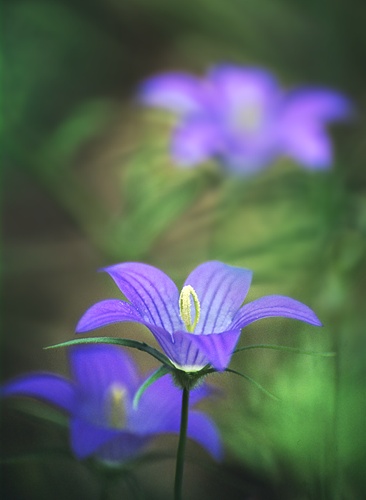Flowers : Campanula species, Greece