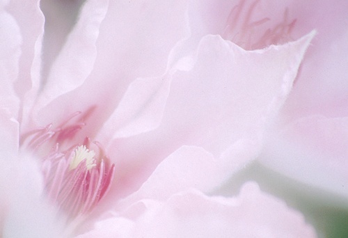 Flowers : Clematis