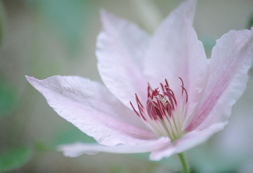 Flowers : Clematis
