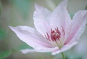Clematis image ref 10020