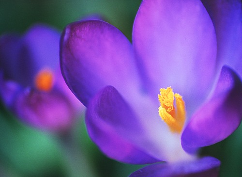 Flowers : Purple Crocus