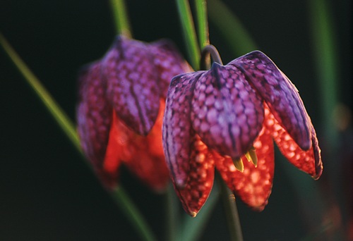 Flowers : Snake