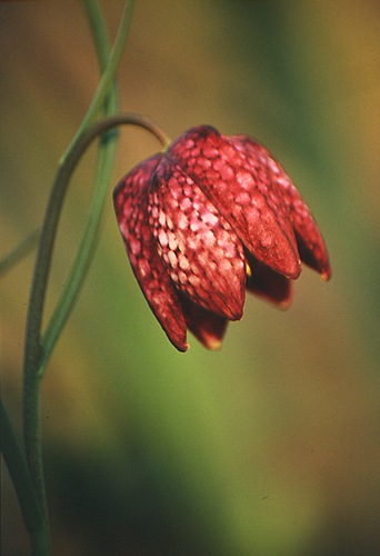 Flowers : Snake