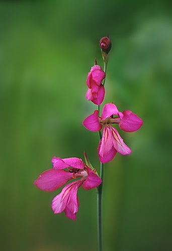 Flowers : Wild Gladiolus (Gladiolus illyricus)