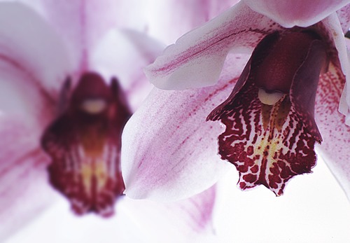 Flowers : Orchid