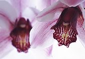Orchid image ref 10025