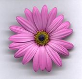 Pink Osteospermum image ref 10026