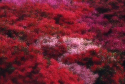 Flowers : Pink and red Azaleas, Exbury Gardens