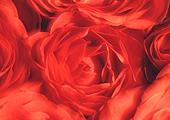 Roses image ref 10029