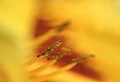 Hemerocallis (Day Lily) Stamens image ref 10028