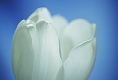 White Tulip image ref 10031