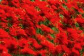Wind-blown Poppies image ref 10032