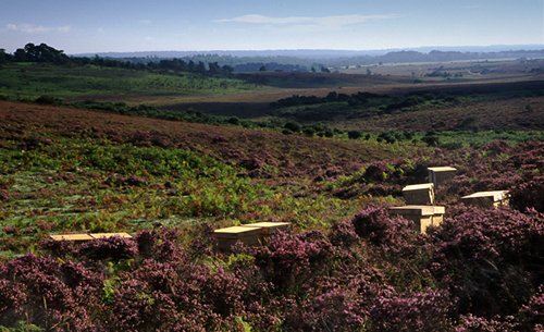The New Forest : Beehives near Wilverley in the New Forest