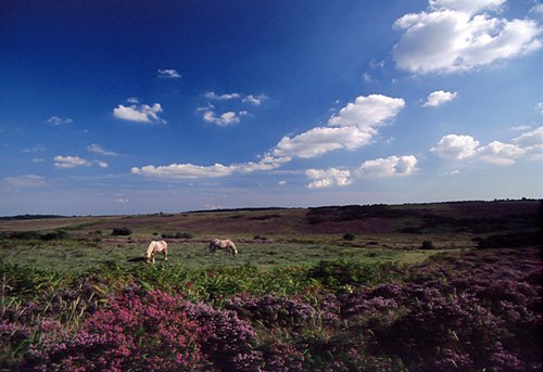 The New Forest : New Forest ponies grazing on a heathland in Summer