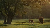 New Forest pony and foal at Longwater Lawn image ref 10060
