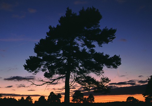 The New Forest : Pine Tree silhouette