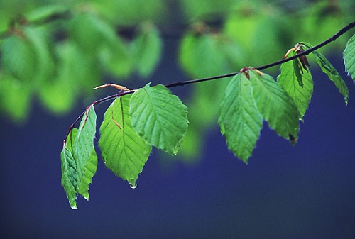 Other Images : Beech leaves and bluebells