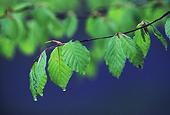 Beech leaves and bluebells image ref 10034