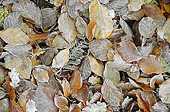 Frosted leaves on woodland floor image ref 10040