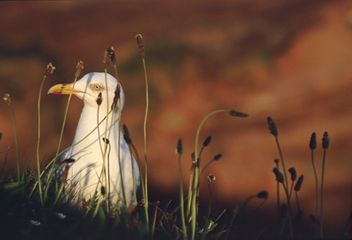 Other Images : Herring Gull and Plantain