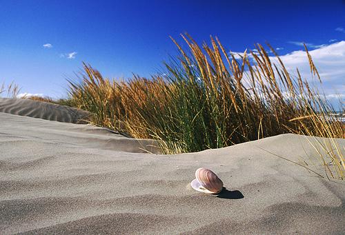 Other Images : Shell on sand dune