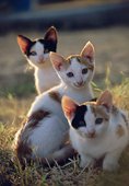 Greek Kittens image ref 10068