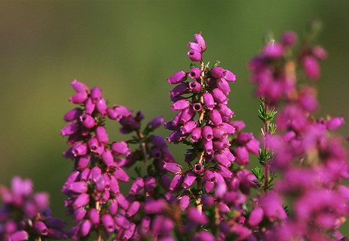 The New Forest : Bell Heather (Erica cinerea)