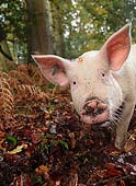 Inquisitive Pig in Bolderwood image ref 290